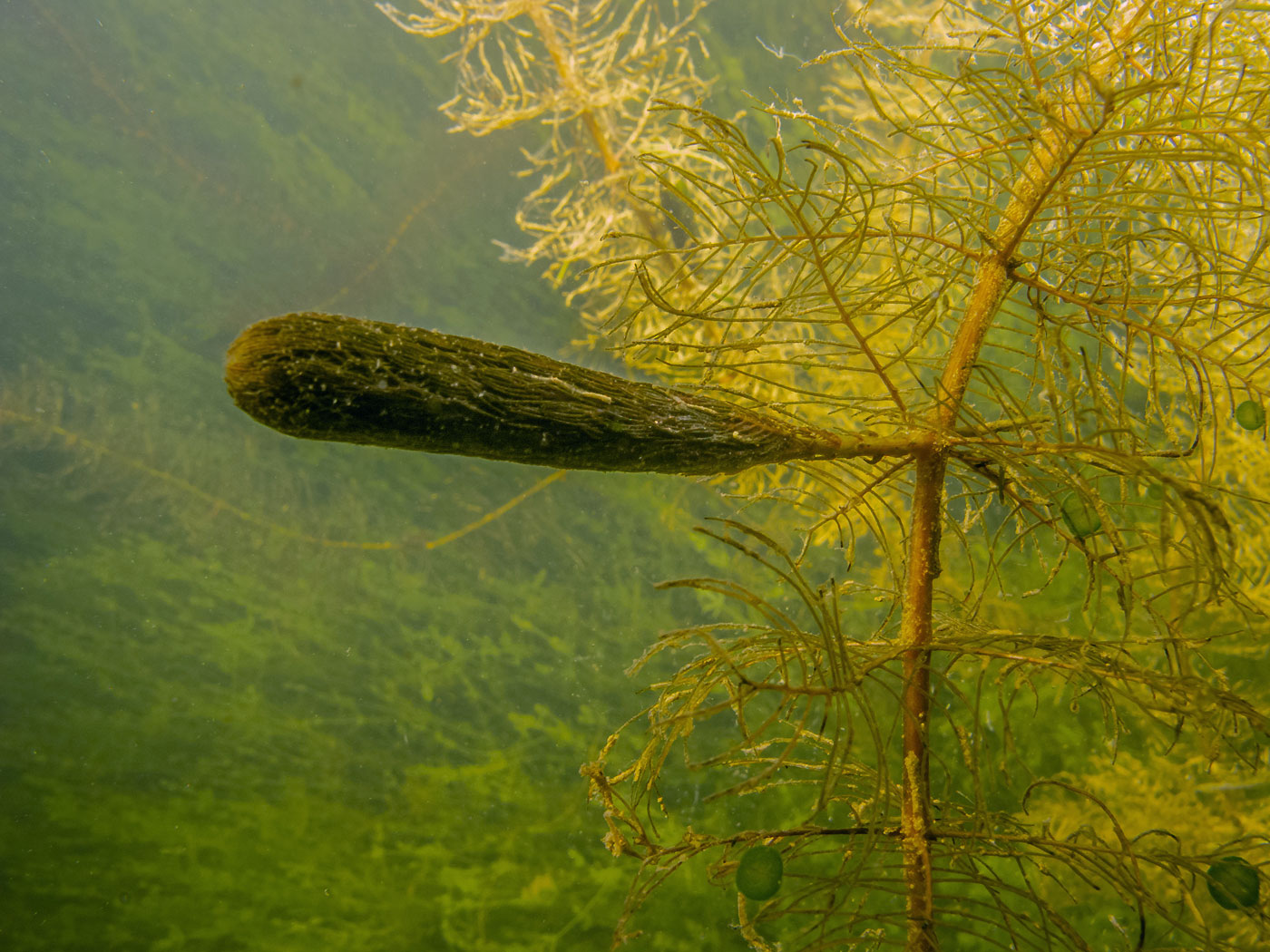 Изображение особи Myriophyllum spicatum.