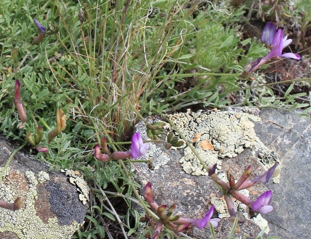 Image of Astragalus compressus specimen.