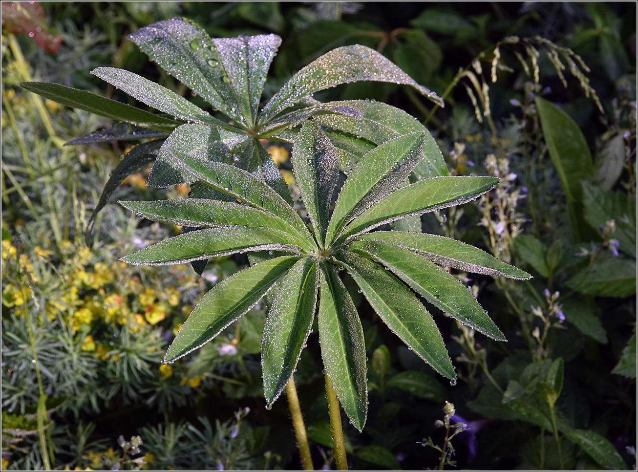 Изображение особи Lupinus polyphyllus.