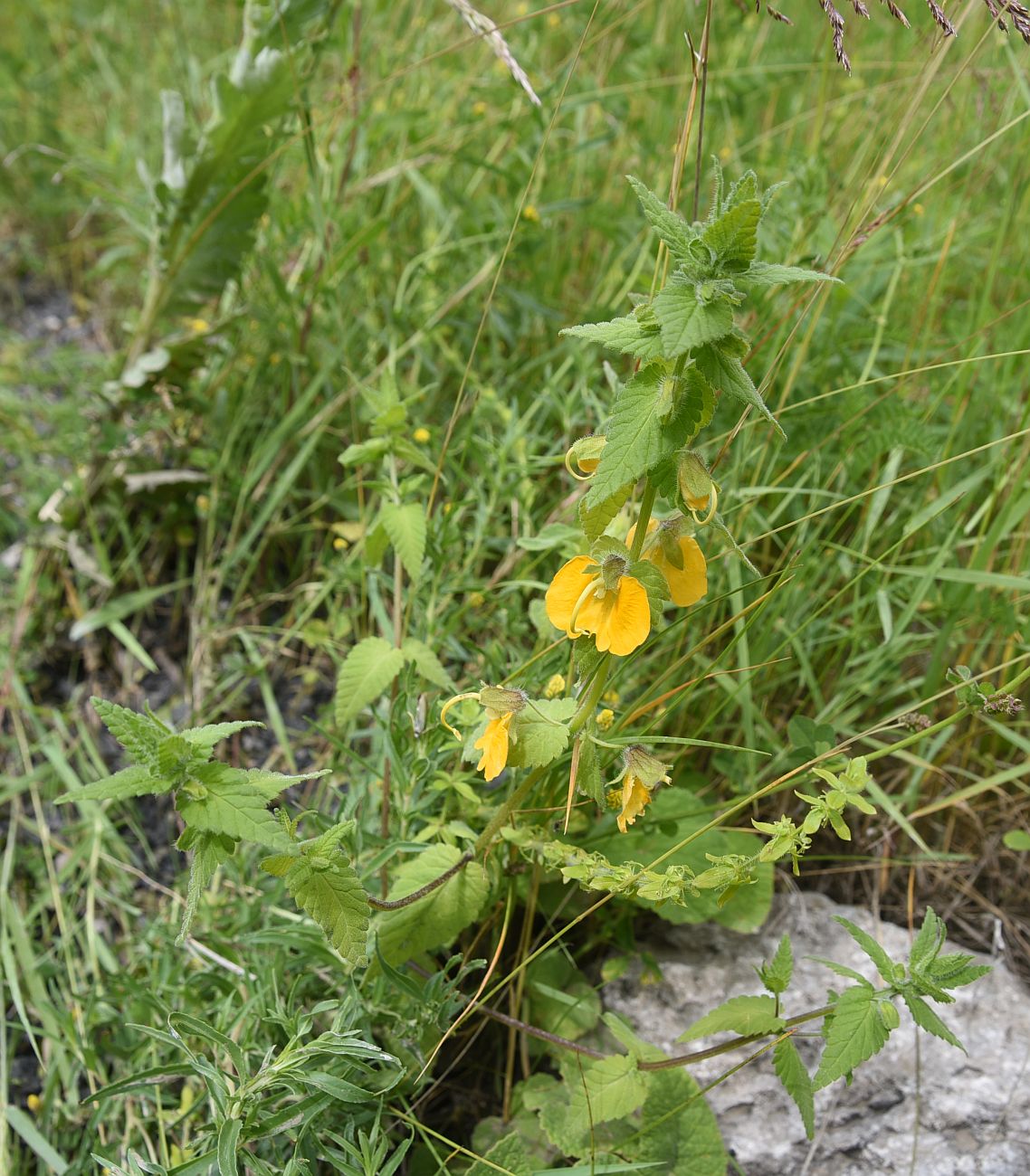 Изображение особи Rhynchocorys orientalis.