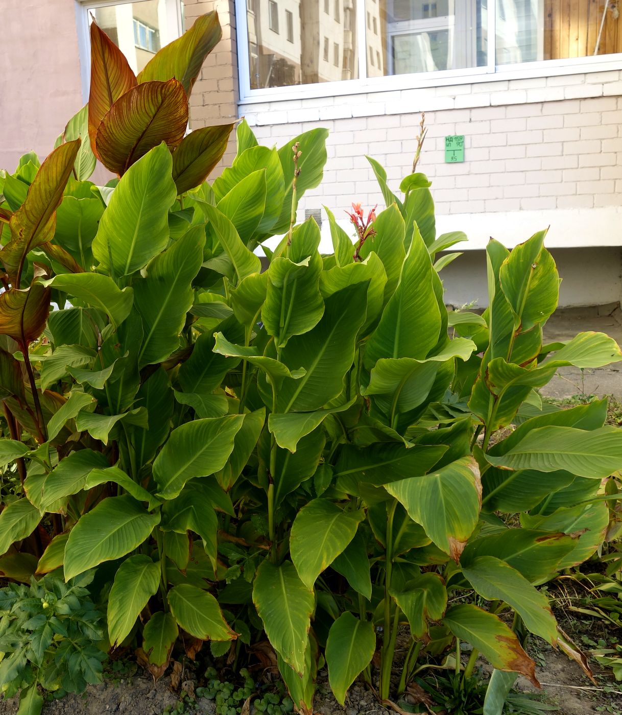 Image of Canna indica specimen.