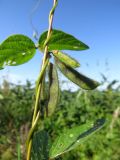 Glycine soja