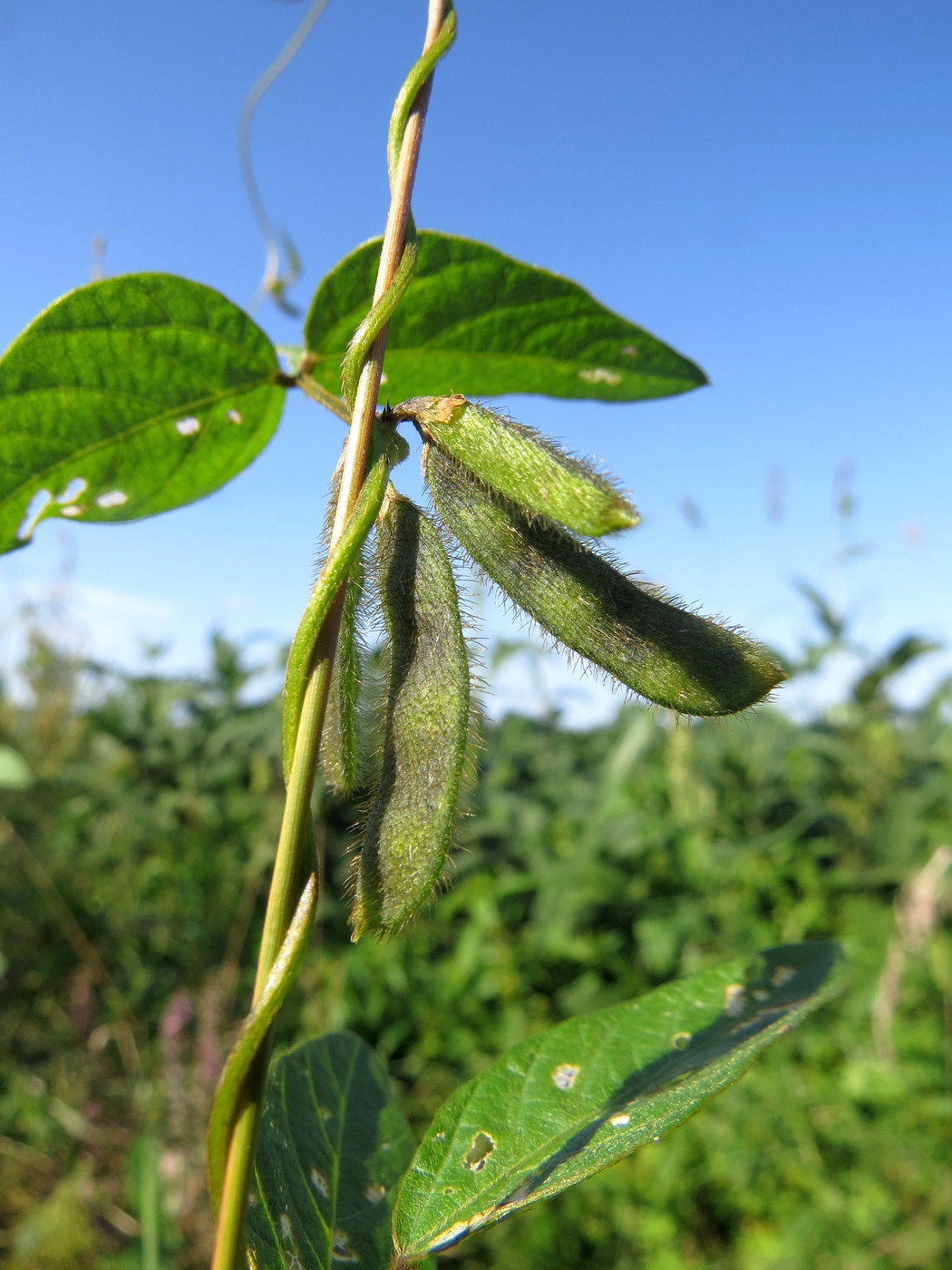 Изображение особи Glycine soja.