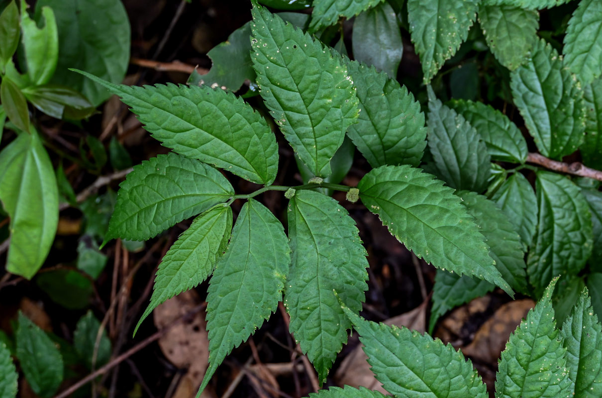 Image of Elatostema cyrtandrifolium specimen.