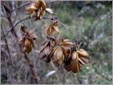 Humulus lupulus