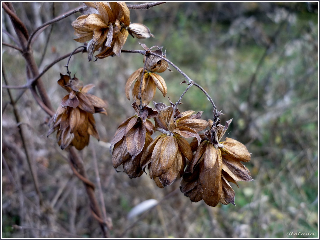 Image of Humulus lupulus specimen.