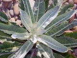 Verbascum gnaphalodes