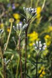 Saussurea alpina. Верхушки побегов с бутонизирующими соцветиями. Мурманская обл., Ловозерский р-н, Ловозерские тундры, у ручья. 28.07.2013.