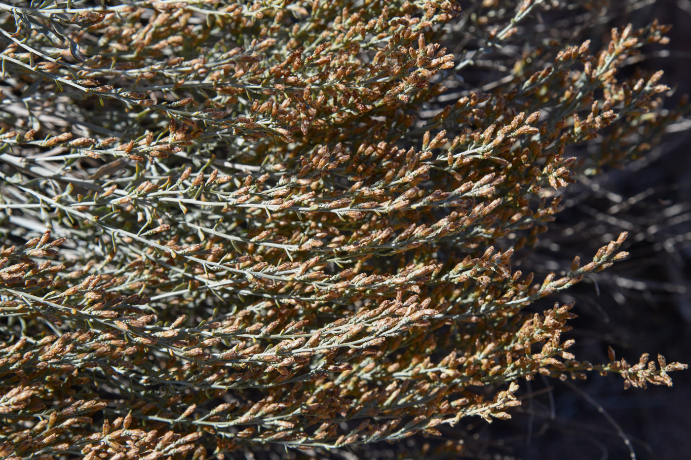 Image of Artemisia juncea specimen.