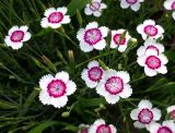 Dianthus deltoides. Верхушки цветущих растений (вид сверху). Коми, г. Сыктывкар, территория Дырносский, дачный участок. 26.06.2021.