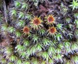 Polytrichum piliferum