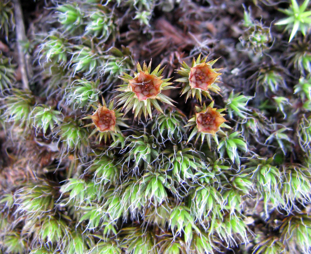 Изображение особи Polytrichum piliferum.