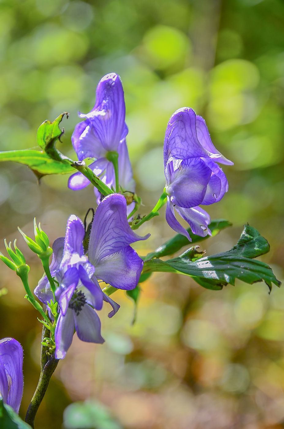 Изображение особи Aconitum taigicola.