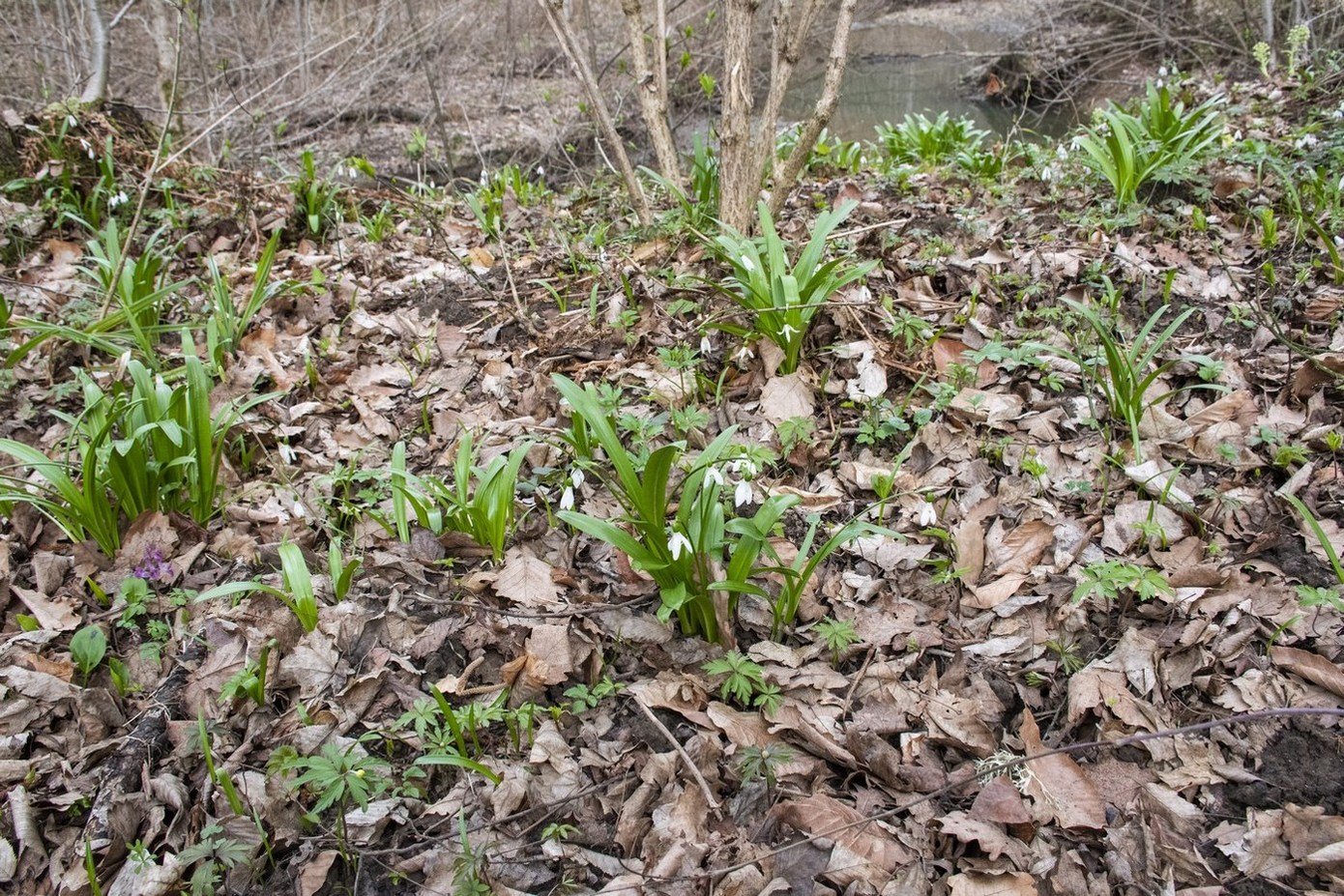 Image of Galanthus woronowii specimen.