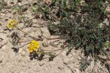 Hippocrepis comosa