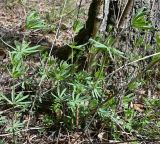 Смотреть изображение Galium intermedium