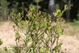 View full-size image Vaccinium myrtillus