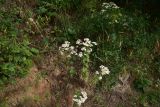 View full-size image Pyrethrum parthenifolium