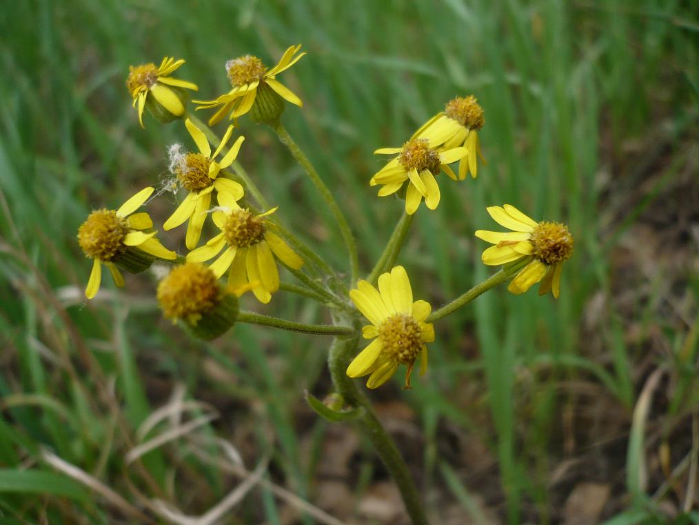 Image of Tephroseris integrifolia specimen.