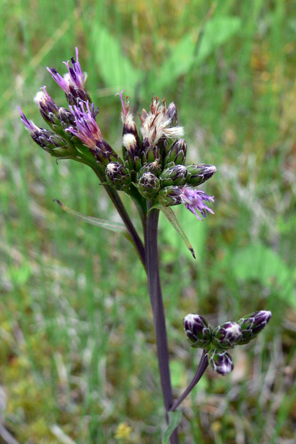 Изображение особи Saussurea parviflora.