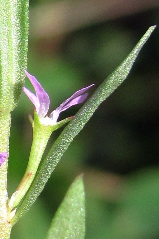 Image of Lythrum melanospermum specimen.