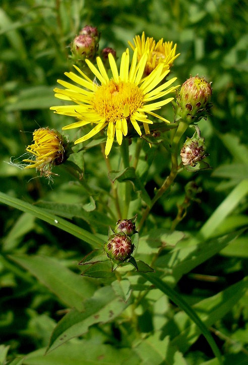 Image of Inula aspera specimen.