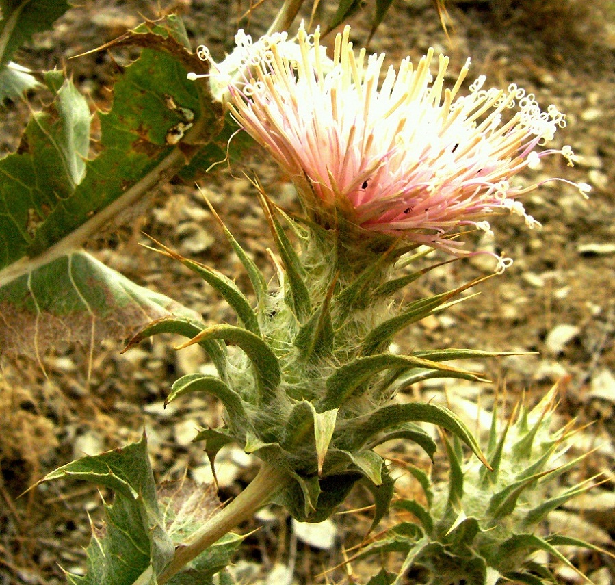 Image of Cousinia onopordioides specimen.