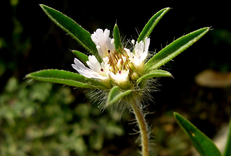 Image of Lomelosia rotata specimen.