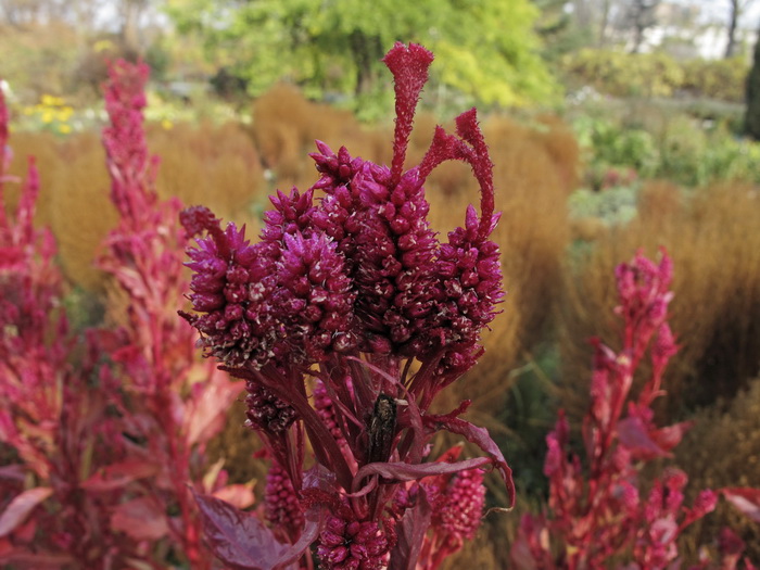 Image of Celosia cristata specimen.