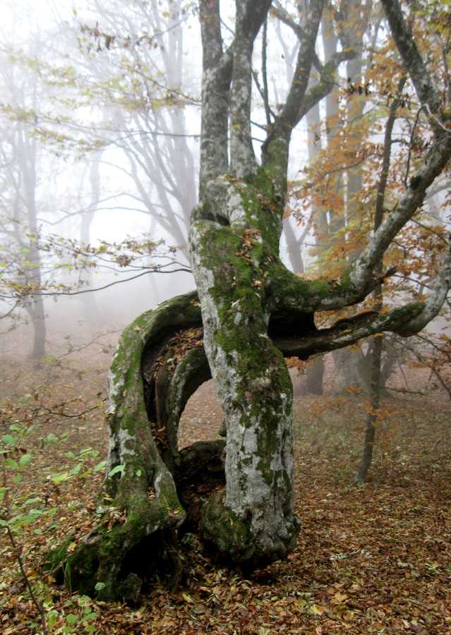 Изображение особи Carpinus betulus.