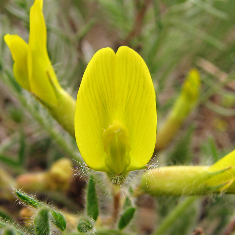 Image of Astragalus henningii specimen.