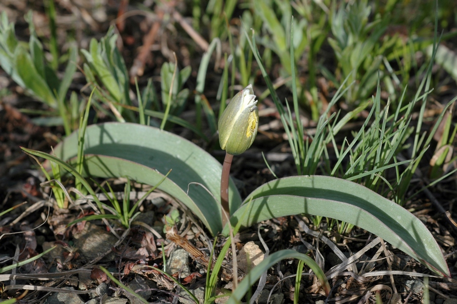 Изображение особи Tulipa turkestanica.