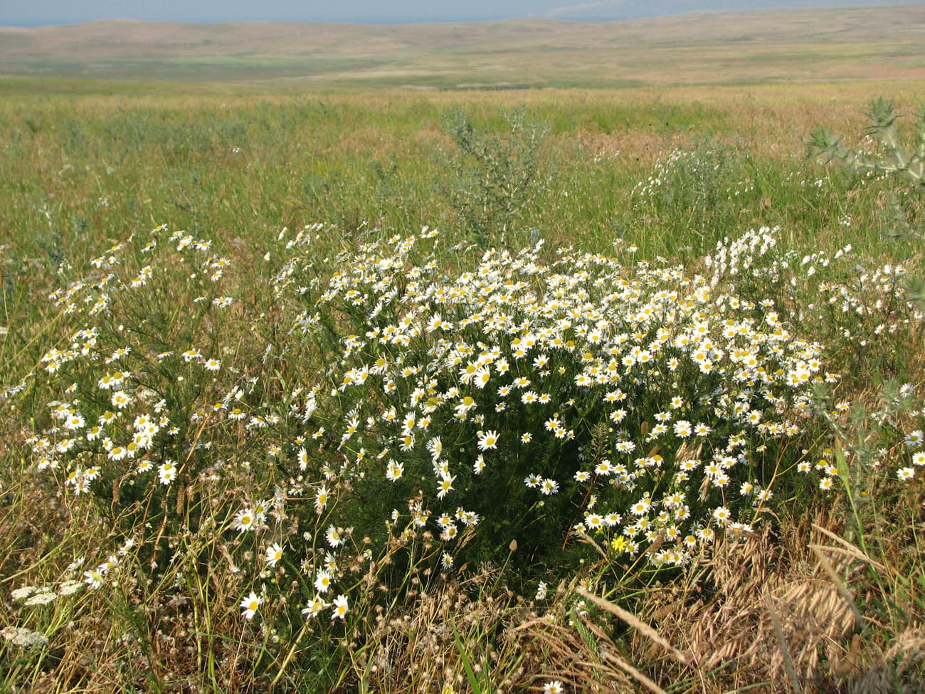 Image of Tripleurospermum inodorum specimen.