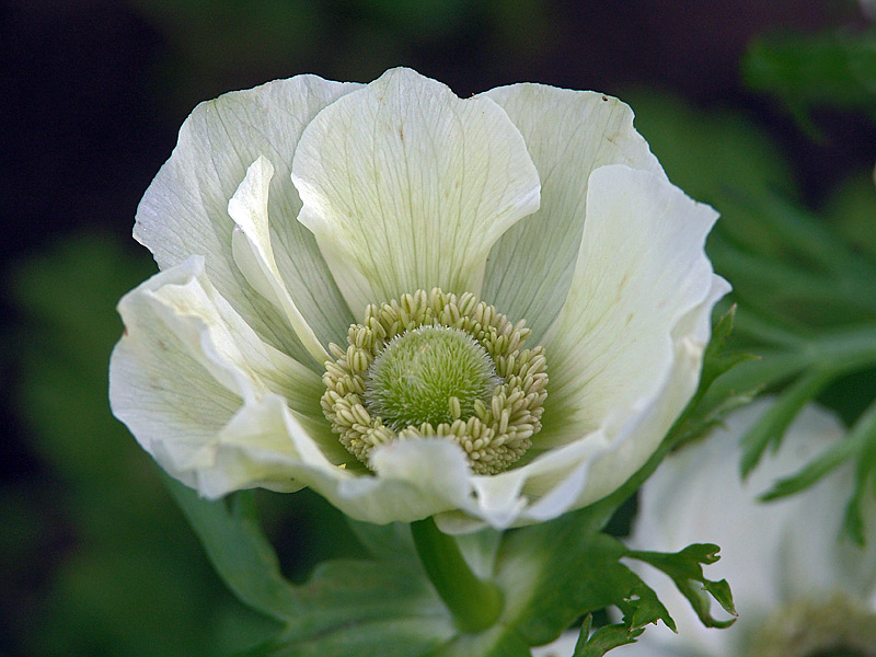 Image of Anemone coronaria specimen.