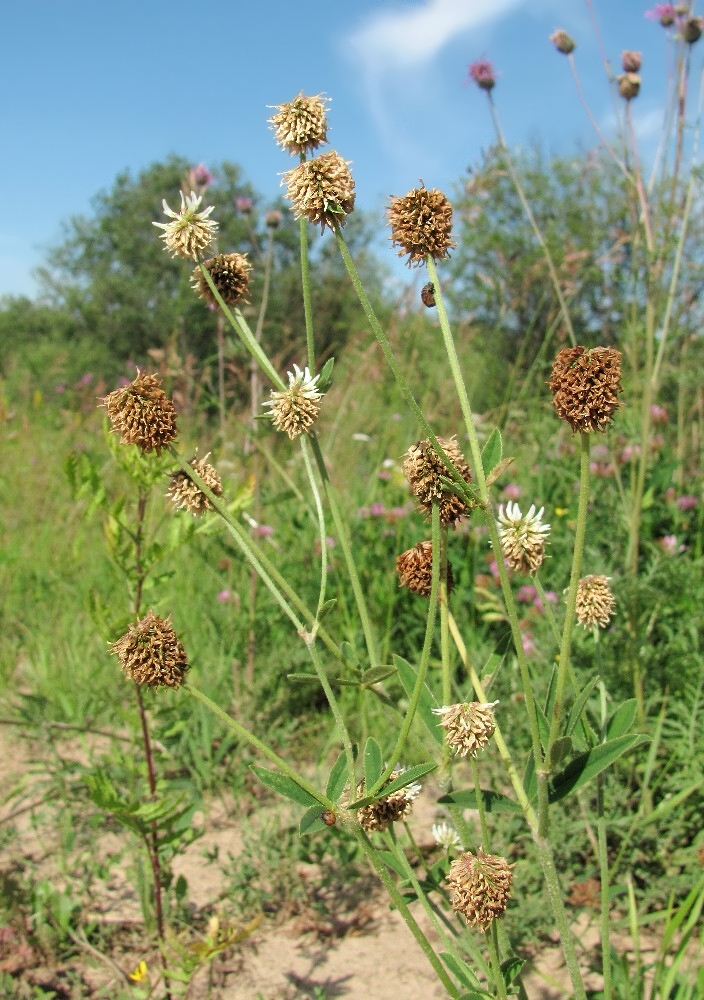 Image of Trifolium montanum specimen.