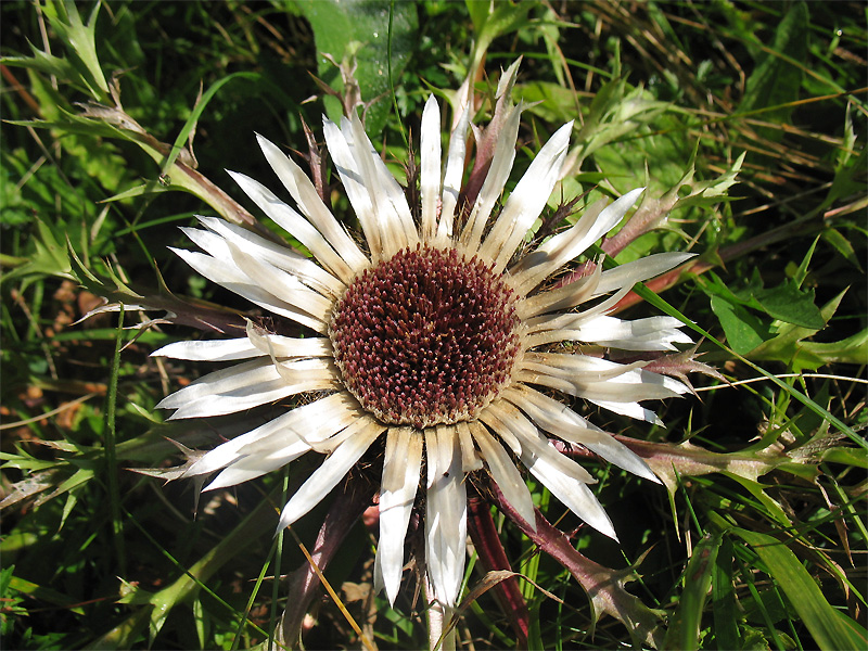 Image of Carlina acaulis specimen.