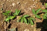 Passiflora edulis. Верхушка побега с плодами. Израиль, Шарон, г. Герцлия, в культуре. 20.05.2012.