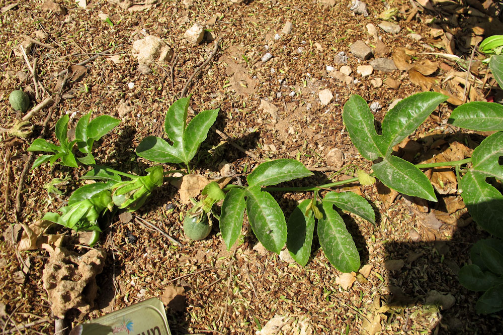 Image of Passiflora edulis specimen.