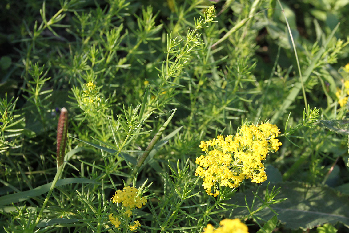 Изображение особи Galium verum.