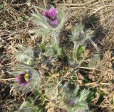 Pulsatilla vulgaris. Цветки и бутоны. Украина, г. Кривой Рог, Ботанический сад НАН Украины. 05.04.2009.