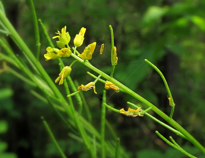 Image of Barbarea vulgaris specimen.