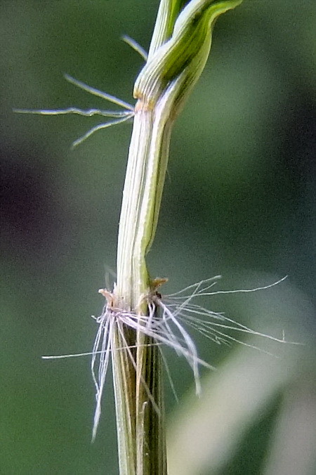 Изображение особи Eragrostis amurensis.