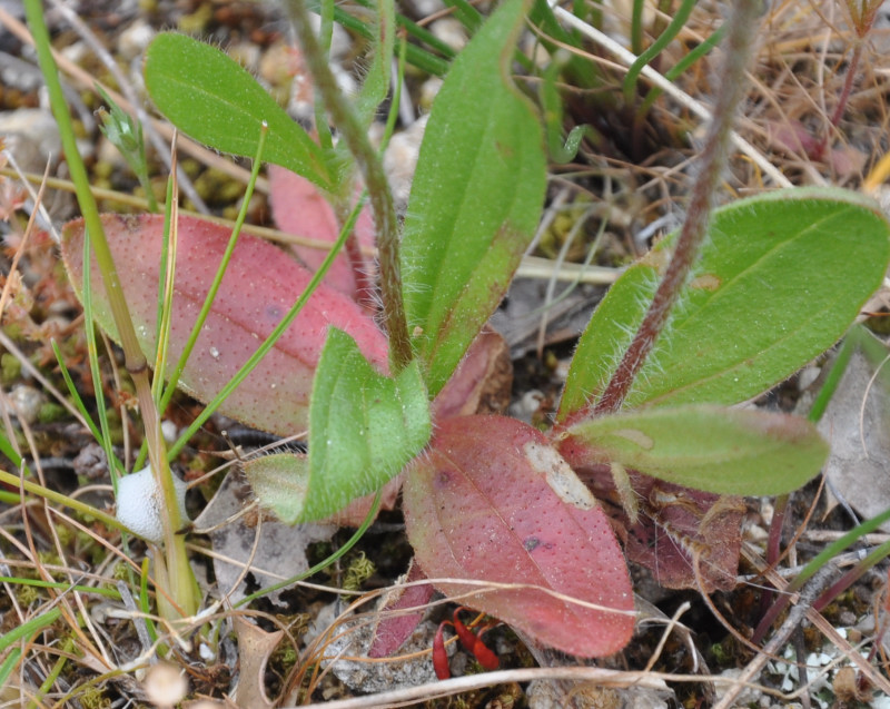 Image of Tuberaria guttata specimen.