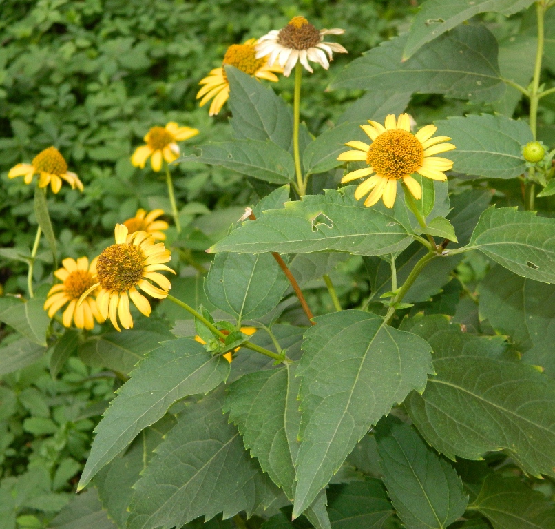 Image of Heliopsis helianthoides ssp. scabra specimen.