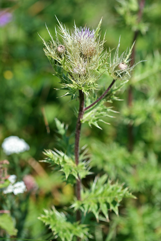 Image of Cirsium obvallatum specimen.