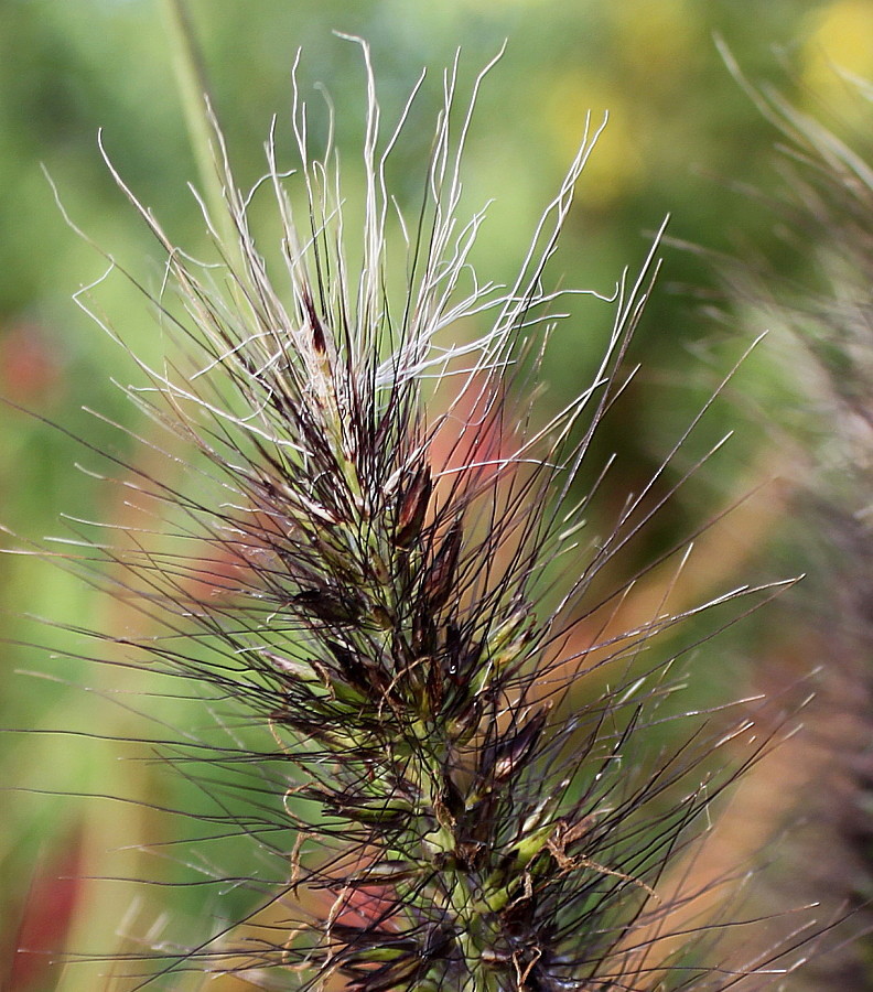 Изображение особи Pennisetum alopecuroides.