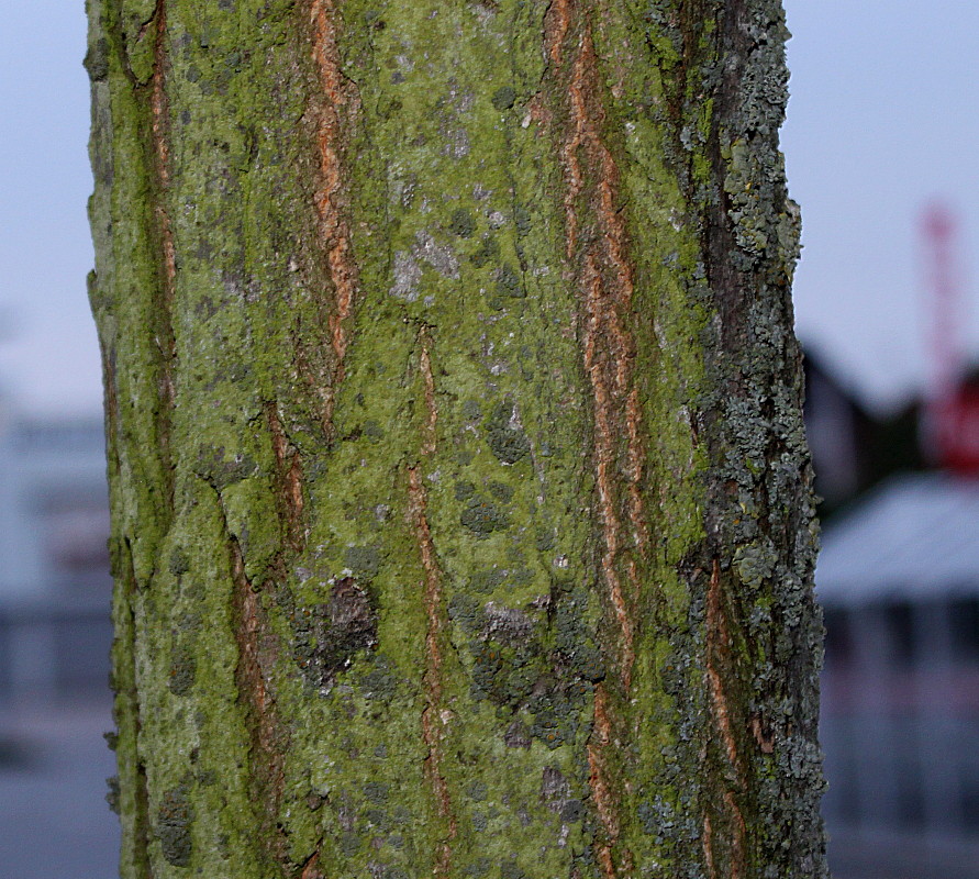 Image of Robinia pseudoacacia specimen.