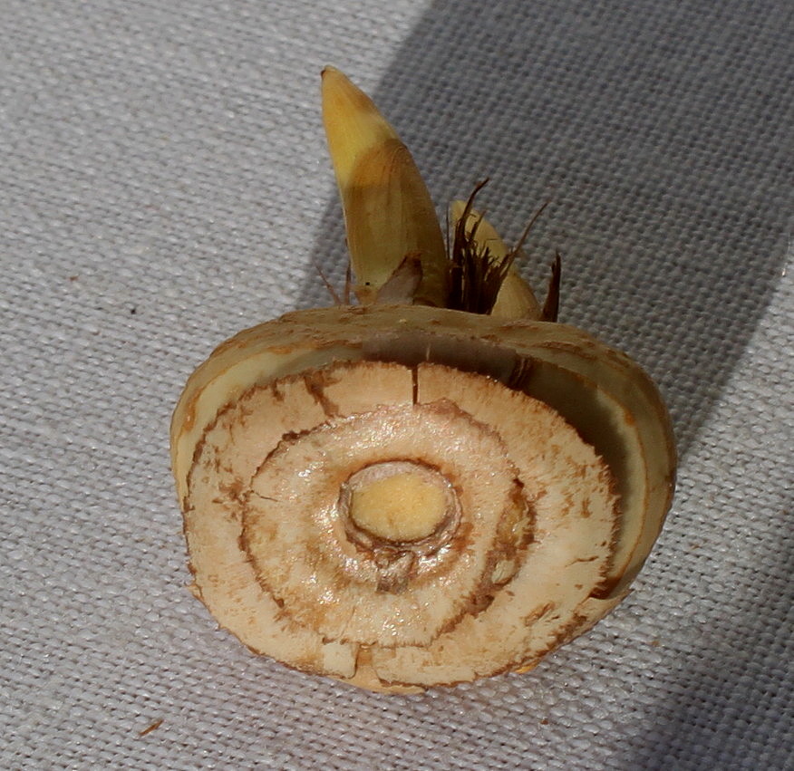 Image of Crocus chrysanthus specimen.