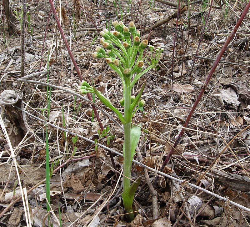 Image of Petasites spurius specimen.