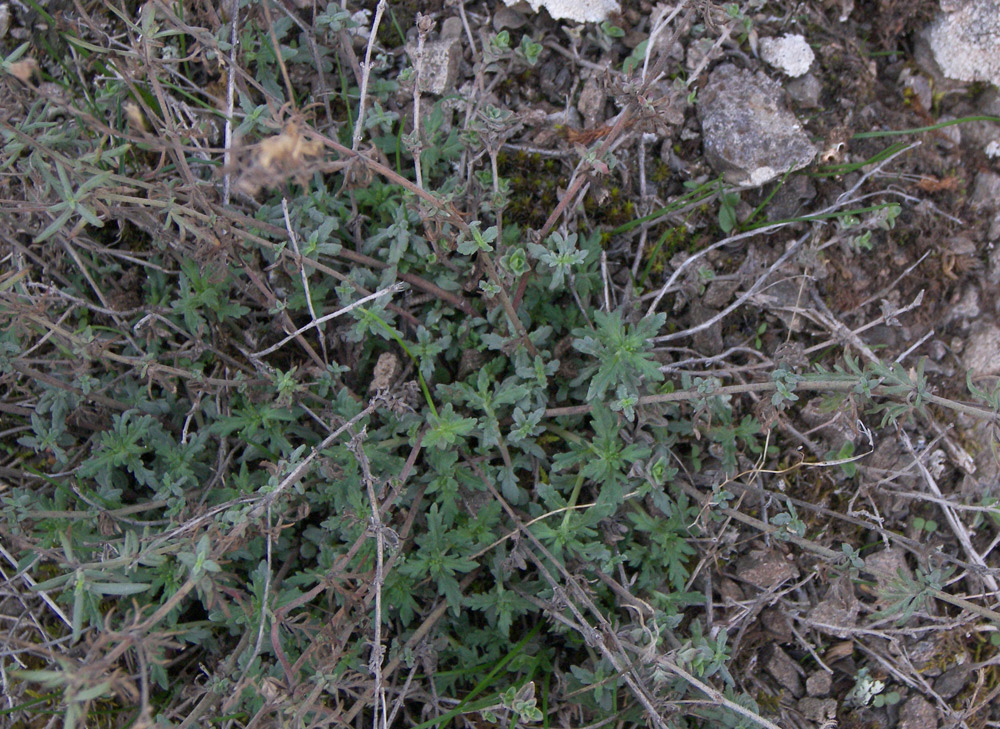 Image of Veronica multifida specimen.